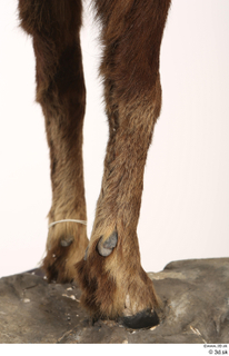 Alpine chamois Rupicapra rupicapra leg 0067.jpg